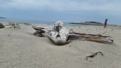 beachcombing driftwood @ popham